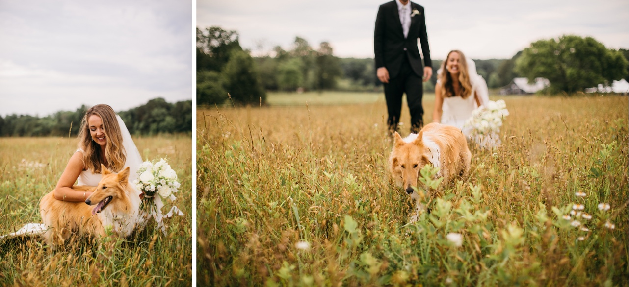 The bride crouches down to pet her collie in a farm field.