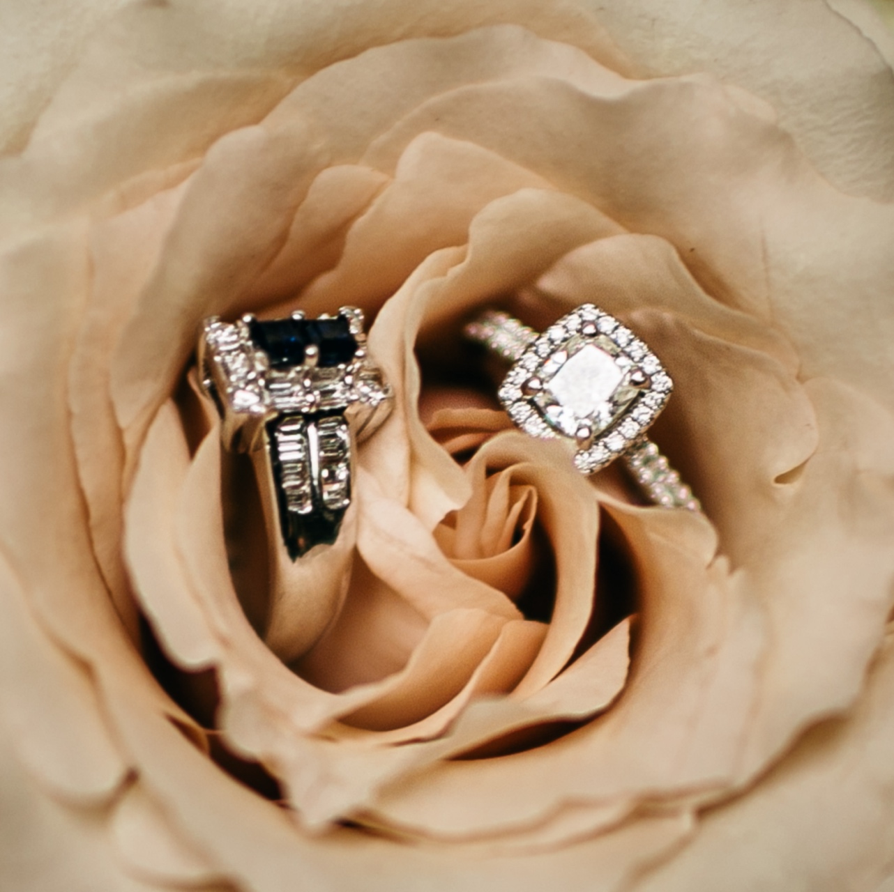 Two rings nestled in a parchment-colored rose.
